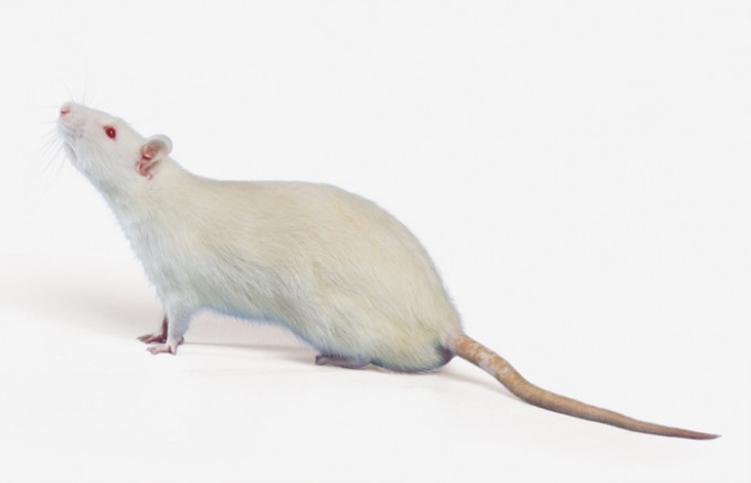 photo_aged_wistar_outbred_rat